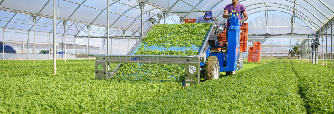 SELF PROPELLED HARVESTER MACHINE FOR SALAD