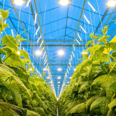 P.L. Light Systems
